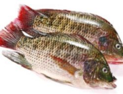 Selain Baik untuk Ibu Hamil! Ini 7 Mamfaat Ikan Gurame untuk Kesehatan Tubuh