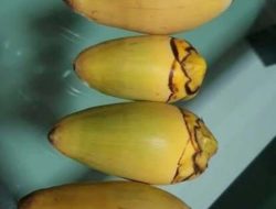 Selain Bisa Mengobati Penyakit Diabetes, Ini 6 Manfaat Tembuluk Kelapa untuk Kesehatan Tubuh