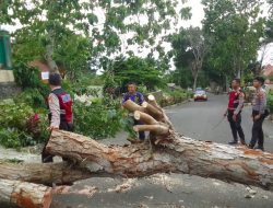 Damkarmat Evakuasi 4 Titik Pohon Tumbang di Tanggamus