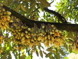 Jarang Diketahui 5 Manfaat Bunga Durian Bagi Kesehatan Salah Satunya Bisa Menurunkan Berat Badan