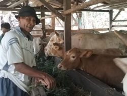 Kabupaten Tanggamus Zona Hijau PMK