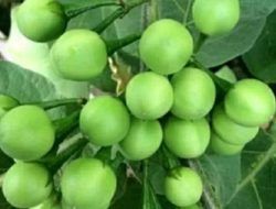 Jarang Diketahui! Ini 6 Manfaat Buah Pokak untuk Kesehatan Tubuh