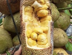 5 Khasiat Buah Cempedak untuk Kesehatan Tubuh, Salah Satunya Bisa Melancarkan Pencernaan
