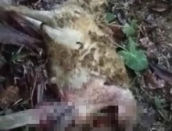 Waspada! Hewan Ternak Dimangsa Binatang Buas di Kecamatan Semaka