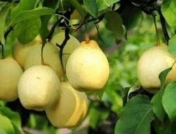 Tidak Hanya Lezat, Ini 5 Manfaat Buah Pir untuk Kesehatan Tubuh