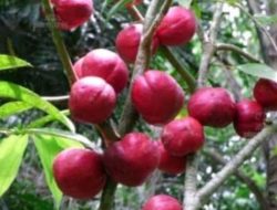 7 Manfaat Buah Mahkota Dewa untuk Kesehatan Tubuh, Mulai Dari Mengobati Sakit Kepala Hingga Kanker