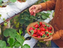 4 Destinasi Wisata Petik Buah di Yogyakarta, Bisa Anda Kunjungi Saat Musim Buah