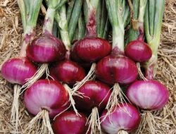 Ketahui! Ini 6 Manfaat Bawang Merah untuk Kesehatan Tubuh