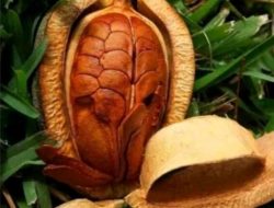 Belum Banyak yang Tahu! Ini 10 Manfaat Biji Mahoni untuk Kesehatan Tubuh