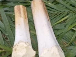 Tak Hanya Nikmat Disantap! Ini 7 Manfaat Umbut Kelapa untuk Kesehatan Tubuh
