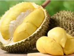 Perlu Anda Ketahui Apa Saja Manfaat Makan Durian? Berikut 8 Daftarnya…