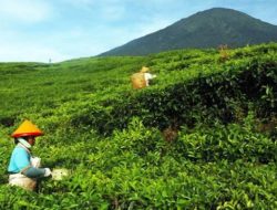 3 Tempat Wisata di Kawasan Gunung Dempo Pagaralam, Ada Kebun Teh Hingga Air Terjun