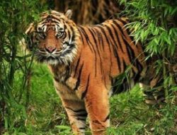 Warga di Lampung Barat Tewas Diserang Harimau Sumatera, Polda Lampung Imbau Warga Stop Berkebun Sementara 