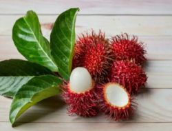 Apa Saja Manfaat Buah Rambutan Bagi Kesehatan Tubuh? Berikut 5 Daftarnya
