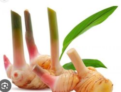 Kaya Nutrisi! Ini 5 Khasiat Lengkuas untuk Kesehatan Tubuh