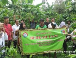 Bantuan dari Pusat, 18.100 Batang Bibit Kopi Ditanam di Gisting