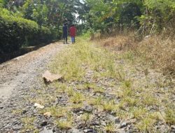 Warga Pekon Kesugihan Harapkan Pengaspalan Jalan