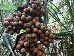 Selain Dapat Mengatasi Sariawan, Ini 6 Manfaat Buah Rotan untuk Kesehatan Tubuh