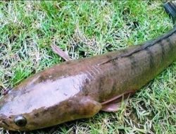 Kaya Protein! Inilah 5 Manfaat Ikan Gabus Bagi Kesehatan Tubuh