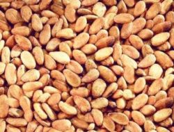 Harga Biji Kakao Kering di Tingkat Petani Terus Meningkat