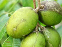 6 Manfaat Buah Kedondong untuk Kesehatan Tubuh, Salah Satunya Bisa Meningkatkan Imun Tubuh