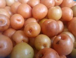 5 Manfaat Buah Asam Kandis untuk Kesehatan Tubuh, Salah Satunya Bisa Mengontrol Gula Darah