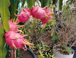 Selain Mengatasi Sembelit! Ini 5 Manfaat Buah Naga untuk Kesehatan Tubuh