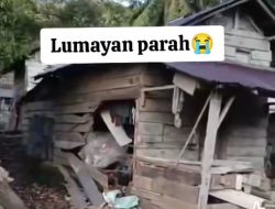 Gajah Liar di Tanggamus Kembali Ngamuk, Puluhan Rumah Rusak Berat