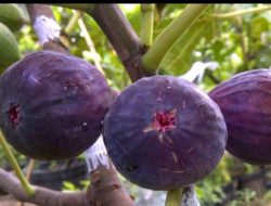 8 Manfaat Buah Tin untuk Kesehatan Tubuh, Salah Satunya Bisa Menjaga Kesehatan Kulit