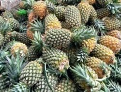 Ramdhan, Penjual Buah Nanas Lairs Manis