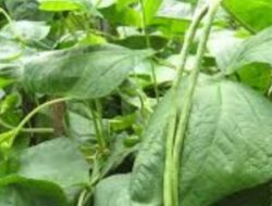 Wajib Tahu! Inilah 5 Manfaat Daun Kacang Panjang Bagi Kesehatan Tubuh