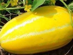 Bulan Puasa Datang, Pedagang Timun Suri Dadakan Bermunculan