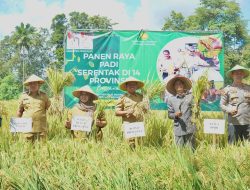 Pemkab Pringsewu Gelar Panen Raya Serentak
