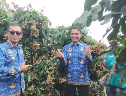 Wakil Bupati Tanggamus Tinjau Kebun Kelengkeng Viral