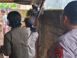 Beruk yang Dipelihara Warga Semaka Dilepas ke Alam Liar
