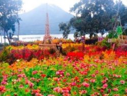 Taman Bunga Celosia Bukit Mutiara Garden Ranau, Cocok untuk Liburan Keluarga