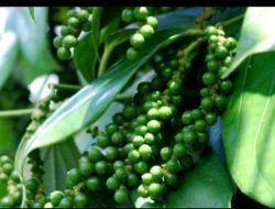 Harga Membaik, Petani Kembali Bersemangat Tanaman Lada