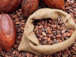 Harga Biji Kakao di Tingkat Petani di Tanggamus Mencapai Rp 105 Ribu Per kilogram