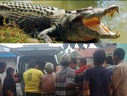 Ngeri! Warga Semaka Digigit Buaya saat Mandi di Sungai