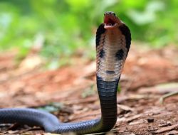 Digigit Ular Berbisa saat Berkebun, Warga Tanggamus Meninggal Dunia