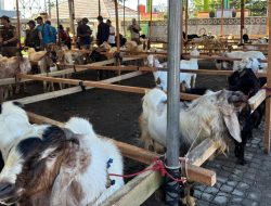 Pemkab Tanggamus Gelar Bazar Hewan Kurban di Rest Area Gisting, Harganya Terjangkau Lho!