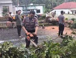 Pohon Tumbang di Pemda Tanggamus, Polres Gerak Cepat Evakuasi