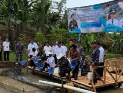 Wabup Tanggamus Panen Raya Ikan Nila, Hasil Capai 10 Ton