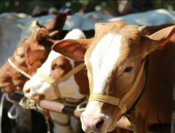 Jelang Idul Adha, Pemkab Tanggamus Siapkan 86 Hewan Kurban