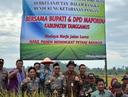 Panen Raya Padi Organik di Talang Padang, Wabup Tanggamus Dorong Pertanian Sehat Berdaya Saing