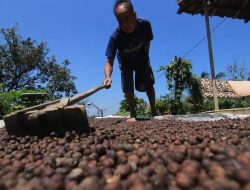 Tanggamus Jadi Fokus Utama Program ICARE, untuk Pemberdayaan Petani Kopi
