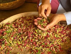 Tercemar Radioaktif, Ekspor Cengkeh Lampung Dihentikan Sementara 