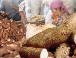 Pergub Harga Singkong Segera Diterbitkan