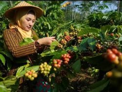 Lampung Perkuat Strategi Pembangunan Perkebunan