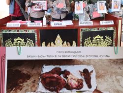 Tim Gabungan Bongkar Perburuan Satwa Dilindungi, Lima Pemburu Rusa Jenis Sambas Di Ringkus